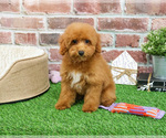 Small #5 Poodle (Miniature)