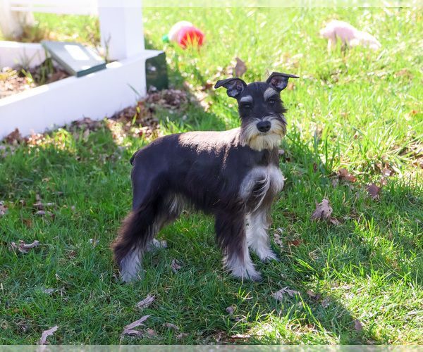 Medium Photo #1 Schnauzer (Miniature) Puppy For Sale in SYRACUSE, IN, USA