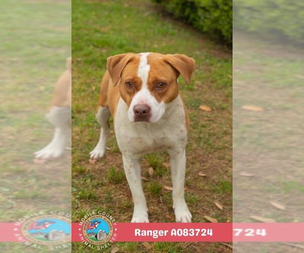 Medium Photo #2 American Bulldog-Unknown Mix Puppy For Sale in Mobile, AL, USA