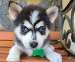 Puppy Angel Pomsky