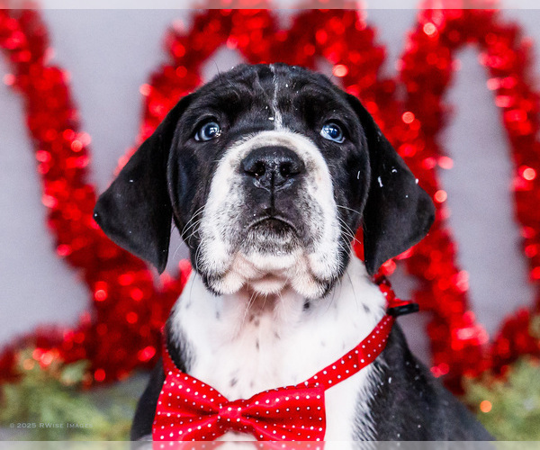 Medium Photo #21 Great Dane Puppy For Sale in WAKARUSA, IN, USA