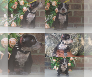 American Bully Puppy for Sale in CHARLOTTE, North Carolina USA