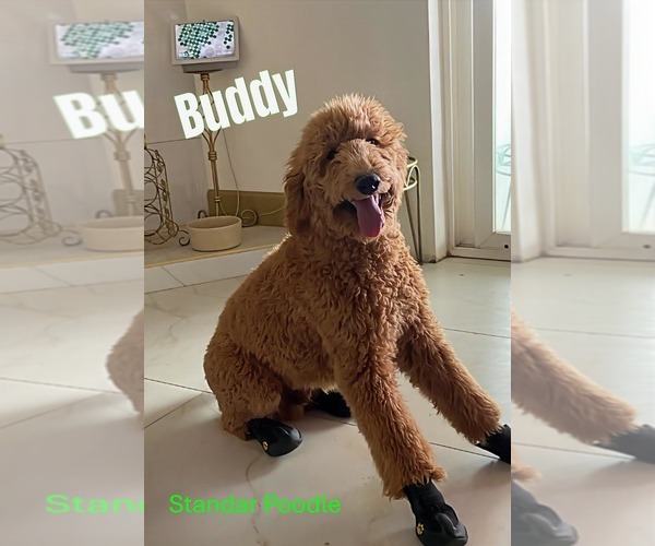 Medium Photo #1 Poodle (Standard) Puppy For Sale in APPLE VALLEY, CA, USA