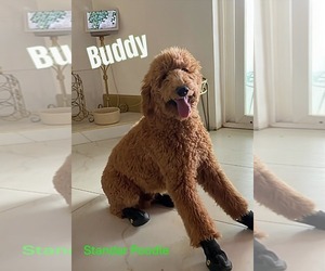 Poodle (Standard) Puppy for sale in APPLE VALLEY, CA, USA