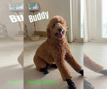 Small Poodle (Standard)