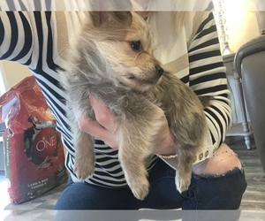Morkie Puppy for sale in AIKEN, SC, USA