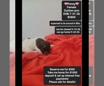 Image preview for Ad Listing. Nickname: Penny