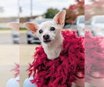 Small Photo #4 Chihuahua Puppy For Sale in Rootstown, OH, USA