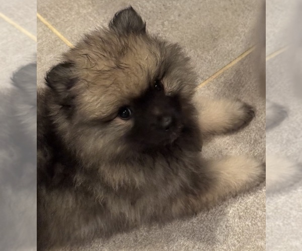 Medium Photo #1 Keeshond Puppy For Sale in MORRISON, CO, USA