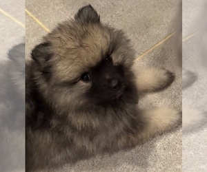 Keeshond Puppy for sale in MORRISON, CO, USA