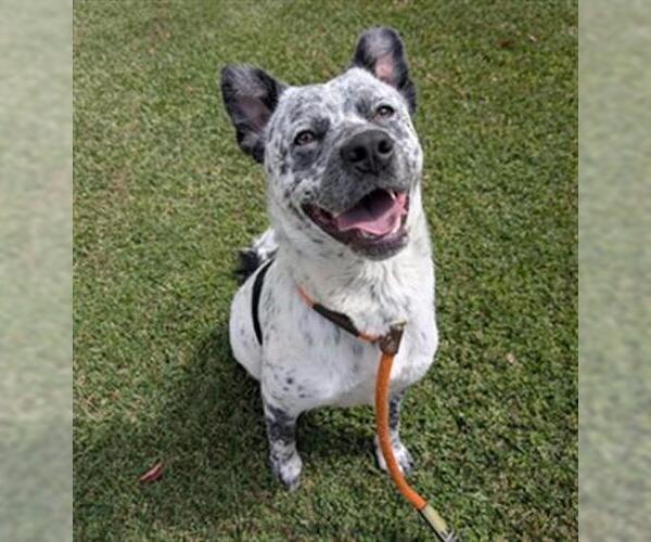 Medium Photo #3 Mutt Puppy For Sale in Redlands, CA, USA