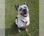 Small #2 Mutt