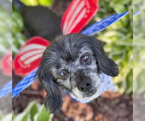 Medium Photo #7 Cocker Spaniel-Unknown Mix Puppy For Sale in Arlington, VA, USA