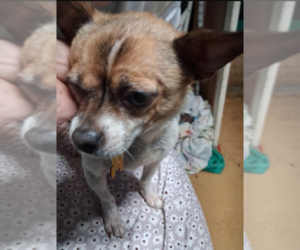 Chihuahua Dogs for adoption in Evansville, IN, USA