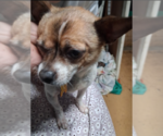 Phoebe - Female Chihuahua Dog for Adoption - Small photo