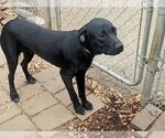 Small #2 Mutt