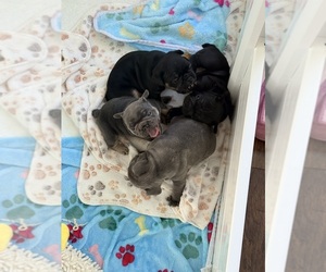 French Bulldog Puppy for Sale in WESLEY CHAPEL, Florida USA