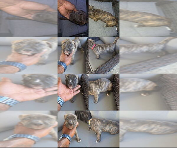 Medium Photo #1 American Staffordshire Terrier Puppy For Sale in ALBEMARLE, NC, USA