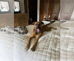 Small #3 Retriever  Mix