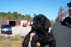 Small Photo #3 Airedoodle Puppy For Sale in FORT WORTH, TX, USA
