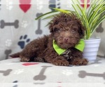 Small Photo #9 Poodle (Miniature)-Schnoodle (Miniature) Mix Puppy For Sale in LAKELAND, FL, USA