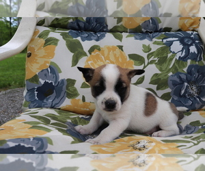 Jug-Norwegian Elkhound Mix Puppy for sale in SHILOH, OH, USA