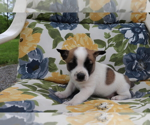 Medium Jug-Norwegian Elkhound Mix