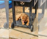 Small Photo #14 Dogue de Bordeaux Puppy For Sale in MONROE, GA, USA