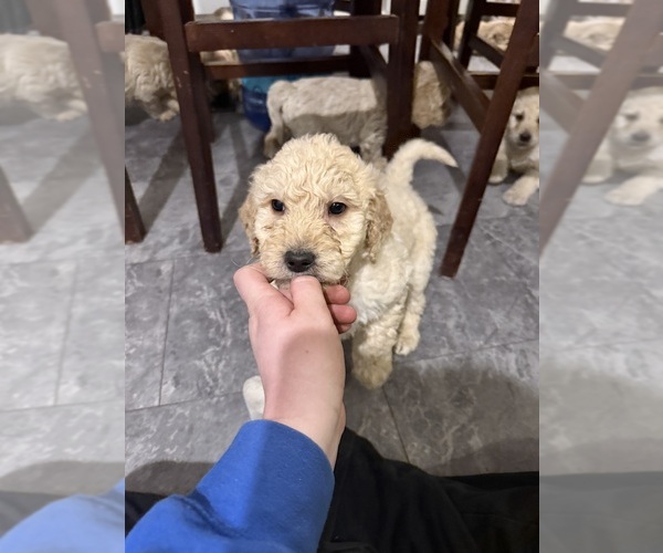 Medium Photo #1 Goldendoodle Puppy For Sale in GROVE CITY, PA, USA