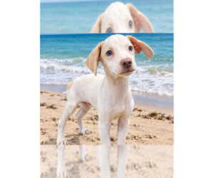 Beagle-Unknown Mix Dogs for adoption in New York, NY, USA