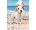 Small Beagle Mix