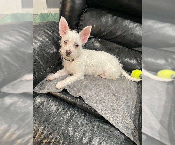 Medium Photo #2 Chihuahua-Unknown Mix Puppy For Sale in Plainfield, IL, USA
