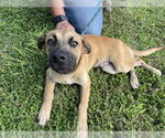 Small #1 German Shepherd Dog