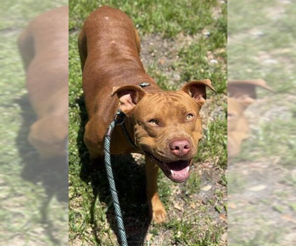 Medium Photo #1 American Staffordshire Terrier Puppy For Sale in Fort Lauderdale, FL, USA