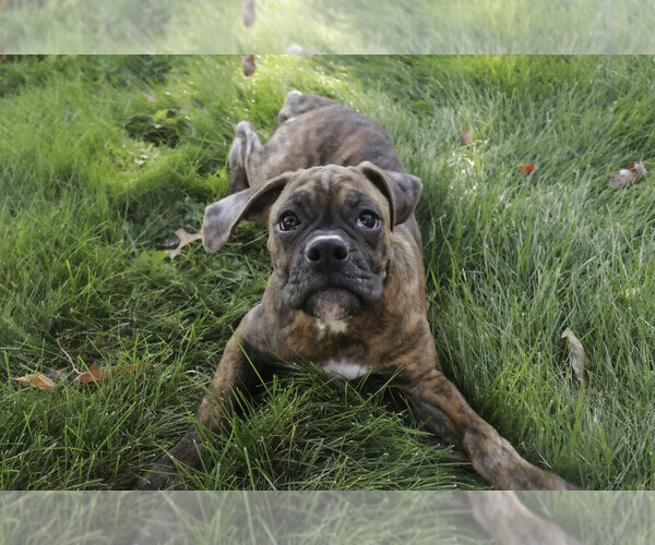 Medium Photo #8 Boxer Puppy For Sale in SHIPSHEWANA, IN, USA