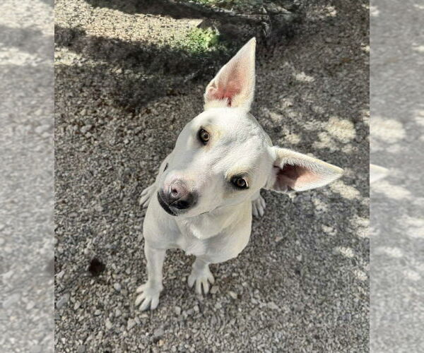 Medium Photo #1 Mutt Puppy For Sale in Bolivar, MO, USA