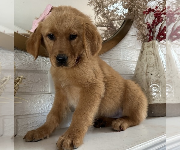 Medium Photo #6 Golden Retriever Puppy For Sale in DENTON, TX, USA
