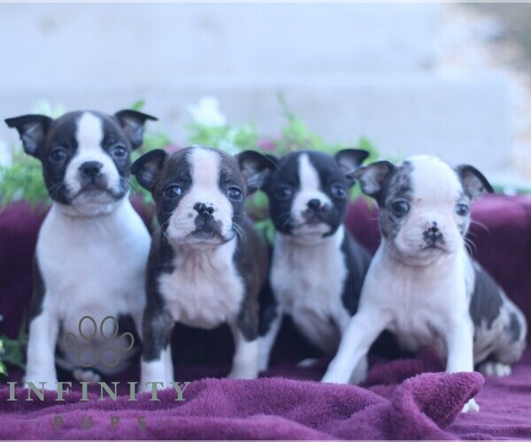 Medium Photo #3 Boston Terrier Puppy For Sale in PORT ROYAL, PA, USA