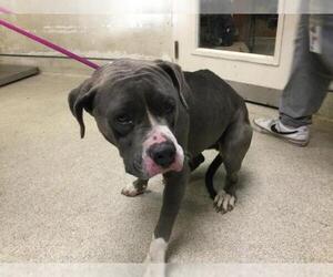 Mutt Dogs for adoption in Riverside, CA, USA