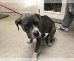 WANDA - Female Mutt Dog for Adoption - Small photo