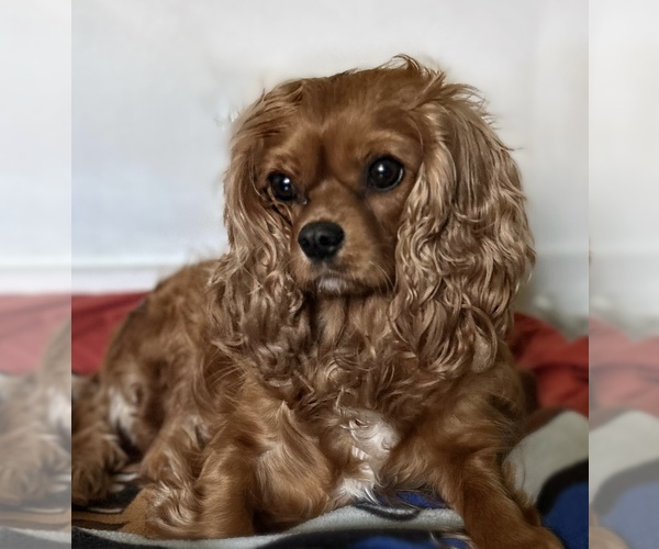 Medium Photo #1 Cavalier King Charles Spaniel Puppy For Sale in NILES, MI, USA