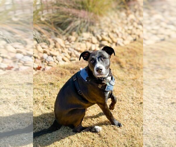 Medium Photo #11 Mutt Puppy For Sale in Greenville, SC, USA