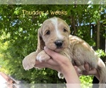Small Photo #1 Goldendoodle Puppy For Sale in PITTSBURG, CA, USA