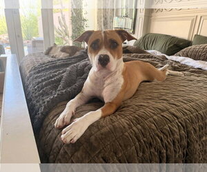 American Staffordshire Terrier-Boxer Mix Dogs for adoption in phoenix, AZ, USA