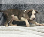 Small #3 Bulldog Mix