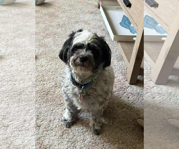 Medium Photo #1 Shih Tzu-Unknown Mix Puppy For Sale in Waterloo, IA, USA