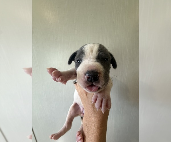 Medium Photo #26 Great Dane Puppy For Sale in HALLETTSVILLE, TX, USA