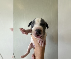 Medium Great Dane