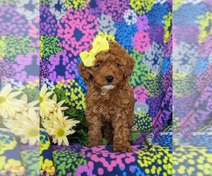 Poodle (Miniature) Puppy for sale in NEW HOLLAND, PA, USA
