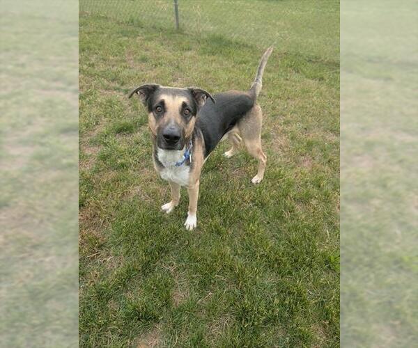 Medium Photo #2 American Pit Bull Terrier-German Shepherd Dog Mix Puppy For Sale in Forestville, MD, USA